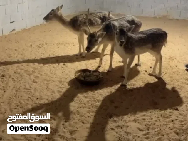 غزال آيل الاروبي