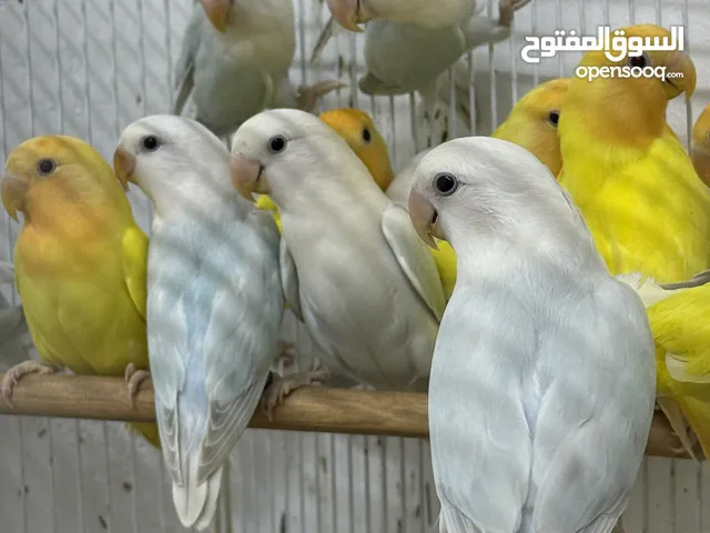 طيور روز..تركواز ولاتينو اورنج