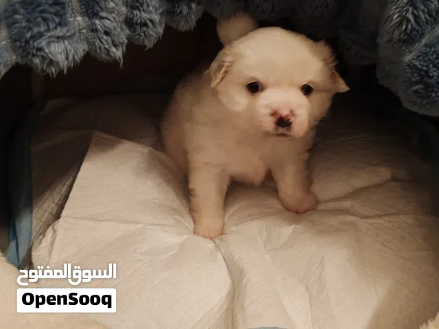 كلب مالتيز