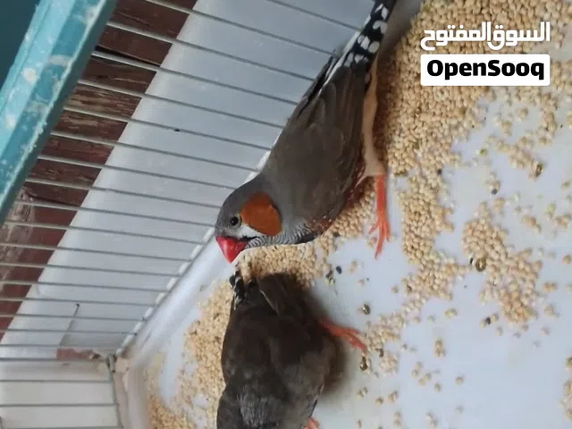 كوبيات زيبرا منتجات ربي يبارك