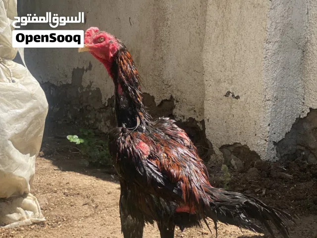 متاح للبزر