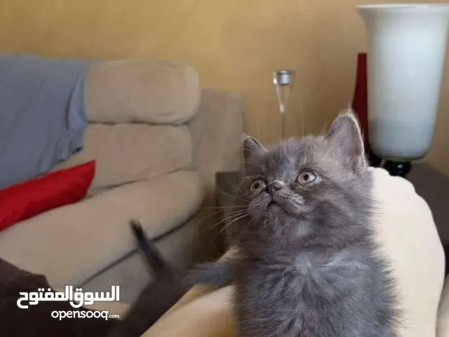 قطه سكوتش عمر شهرين للبيع