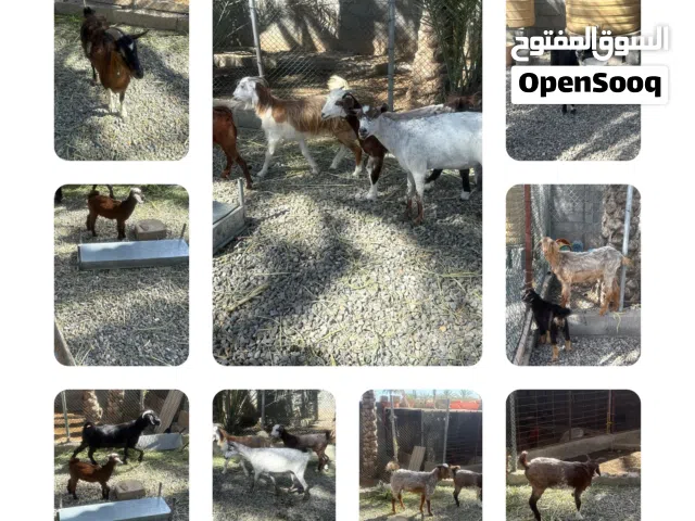غنم للبيع بسعر الجمله