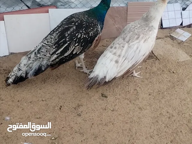 للبيع طاواويس هولندي قريب الإنتاج