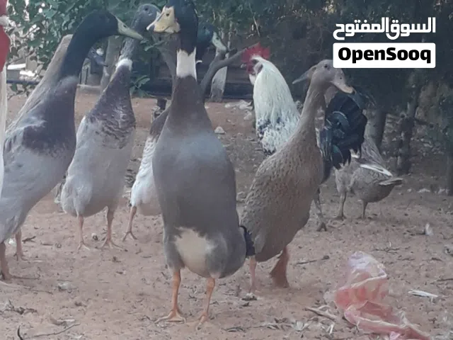 السلام عليكم ورحمة الله وبركاته توفر بط بطريق منتج صحه الله يبارك المكان القربوللي