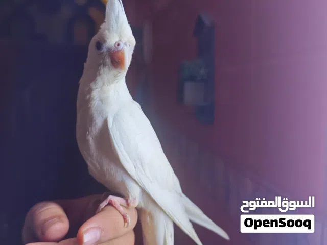 طيور كوكتيل للبيع في البصره