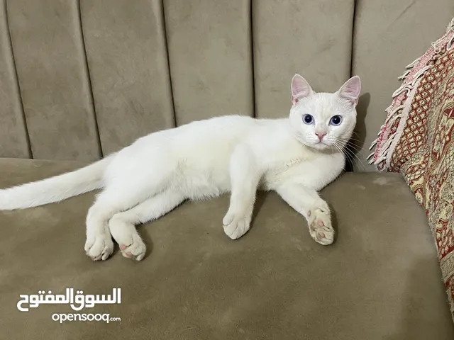 قط شيرازي رومي