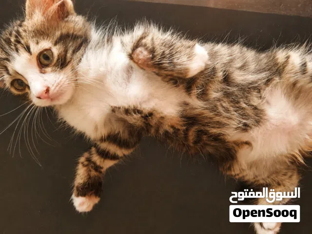 قط شيرازي هجين