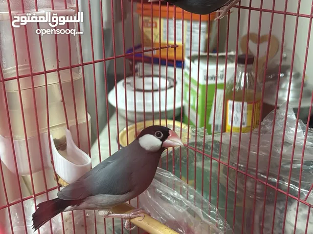 للبيع زوج جاوا ايمو باستيل احجام ما شاء الله تبارك الرحمن
