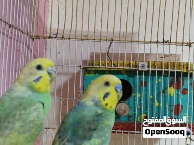 طيور حب رينبو مزاويح هنه والقفض