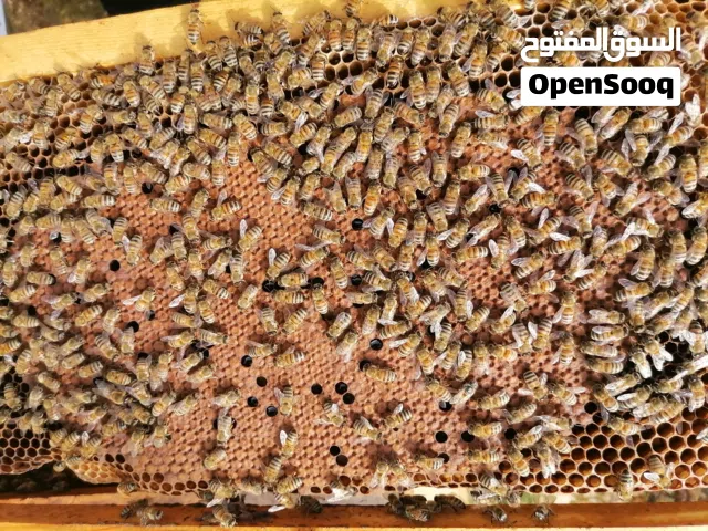 ملكات نحل إيطالي وبيكفاست