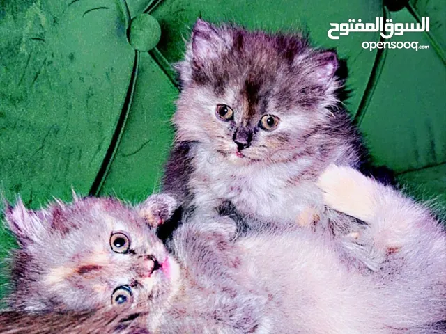 سكوتش فولد بيور + شانشيلا