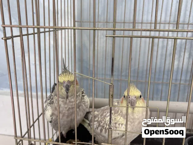 جوز كوكتيل