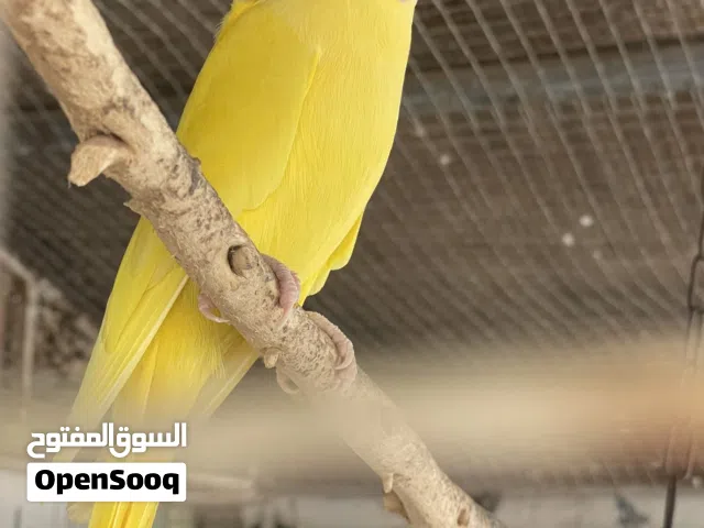ببغاء الدرة أزواج منتجة (الوصف مهم)