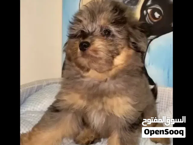 كلب مالتيبو