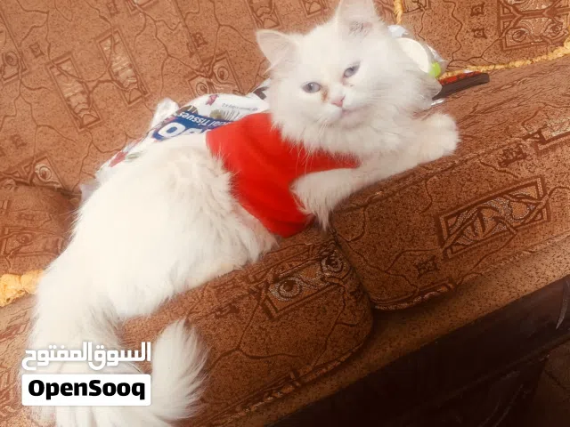 قطط للتبني