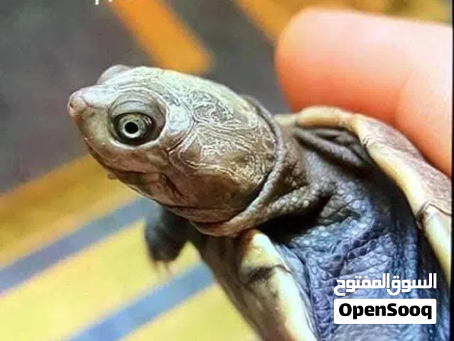 السلحفاة الأفريقية ذات الرقبة الجانبية  - African Sideneck Turtle - تعيش داخل و خارج الماء