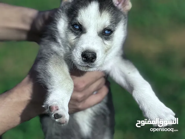 متوفر جراء هاسكي