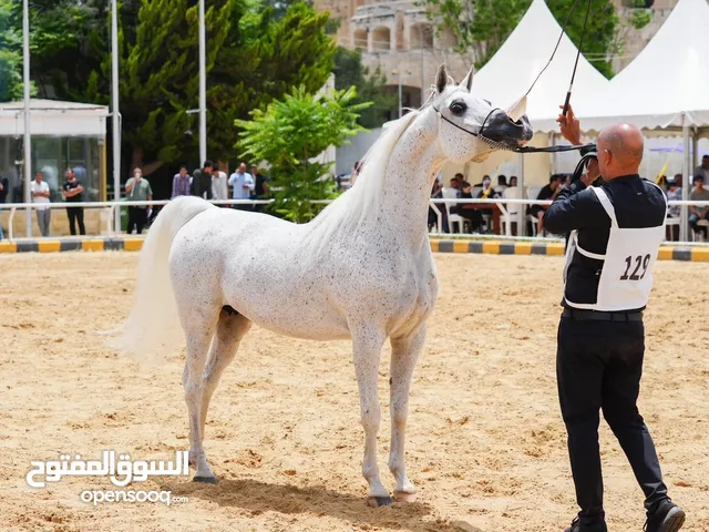 خيول عربية أصيلة مستورده و انتاج محلي للبيع في اسعار مميزة