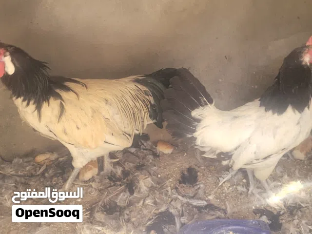 فروج  ملكي