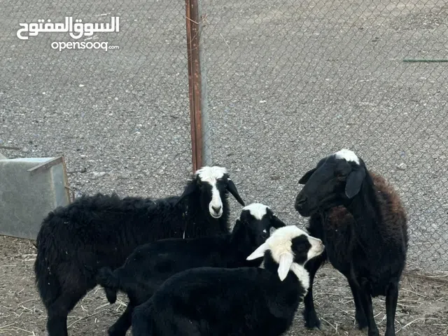 للبيع جاعده تحتها توائم كبش وحمله عمرهم شهر +حمله بنت 5 شهور