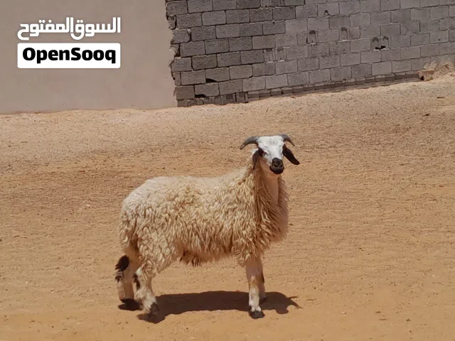 خروف وطني الله يبارك سليم من العيوب العمر 7شهور..