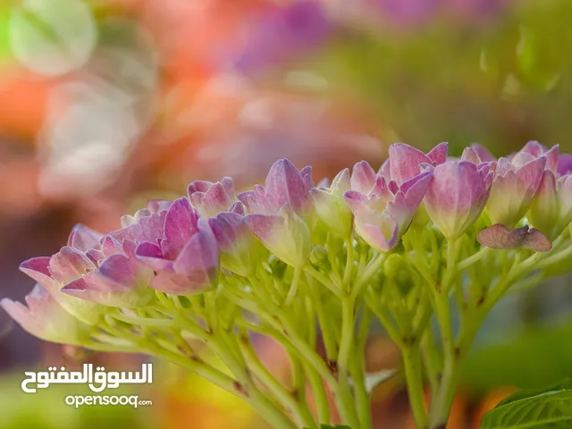 Gardener I am professional gardener in Sharja municipality if you want gardening service monthly