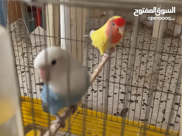 كوبية بركديلو (روز) للبيع الوصف لوطا