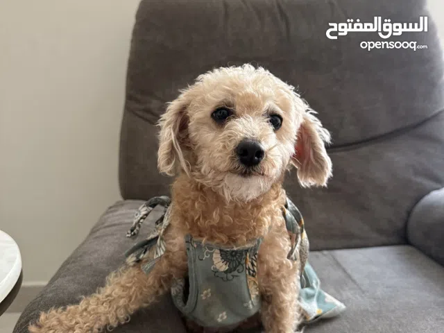 انثى بودل للبيع كلب