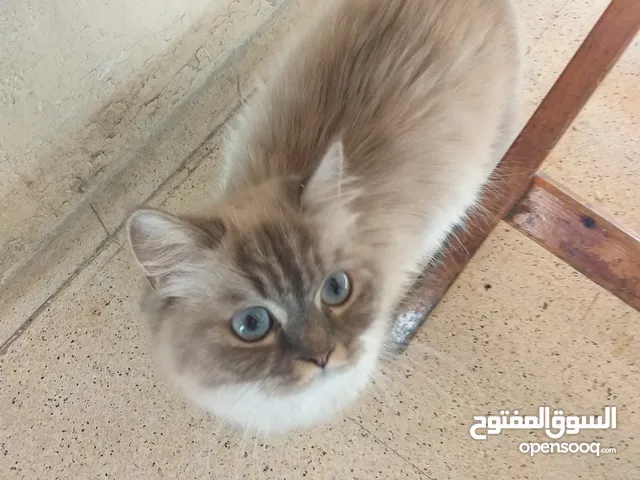 White Scottish and himalayan for adoption