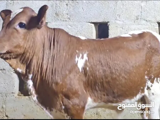 أوفر عجال ظفاريه تواصل معي وتساب