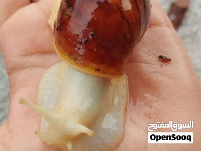 حلزون افريقي