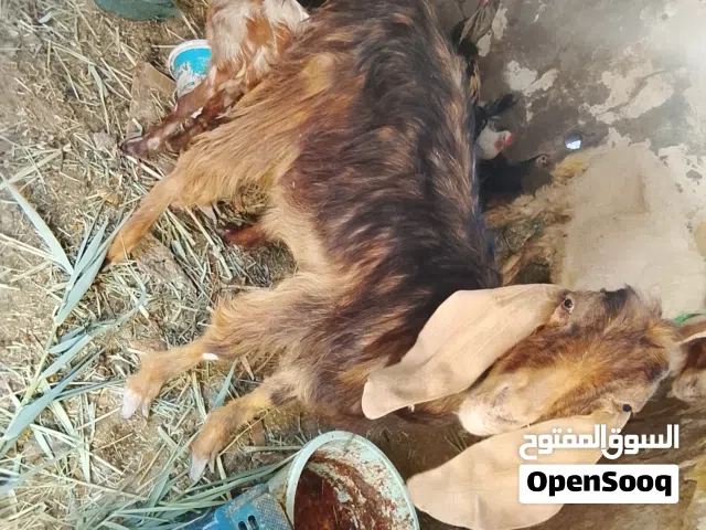 صخله ضروبة شامي يفره للبيع اقرء الوصف وخابر وأنه خادم لشراي