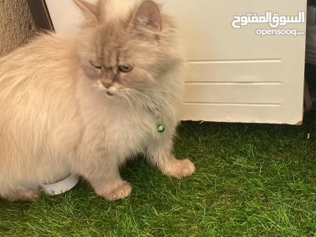 قط هملايا ابيض