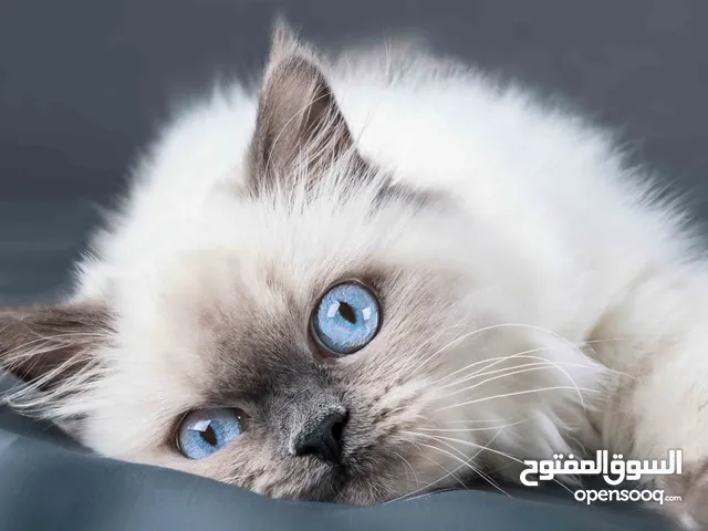 قط  Ragdoll للبيع بسعر مغري