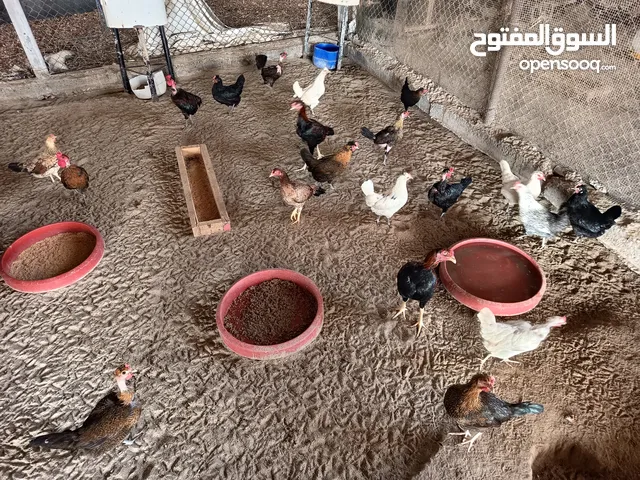 A fresh real eggs from chickens with high protein.