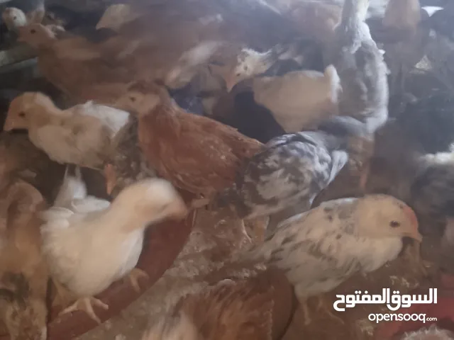 صيصان بلدي