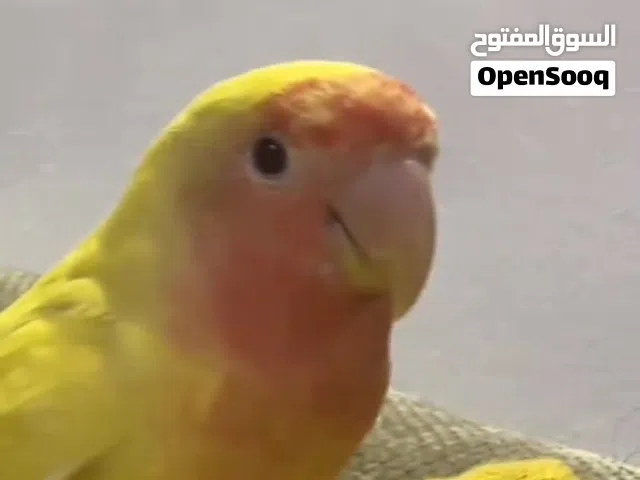 مطلوب طرف بركديلو زي الي فى الصوره