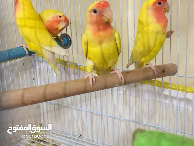 للبيع طيور لوف بيرد