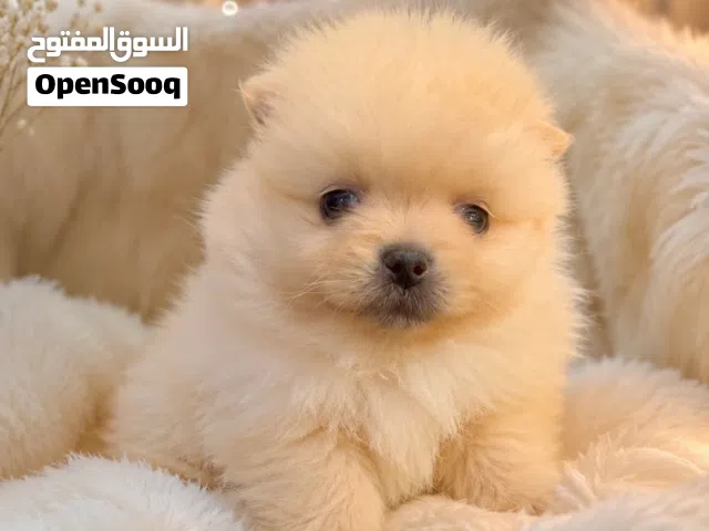 فرصة مميزة لعشاق الكلاب الراقية متوفر الآن انثى وذكر بومارينيان تيكب ميني العمر 45يوم