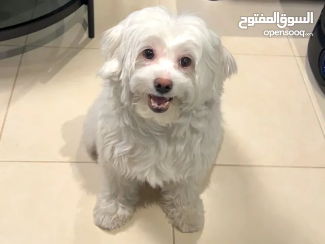 كلب فصيلة مالطي ، نادر ، مدرب  Maltese breed dog, rare friendly