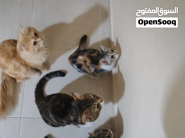 قطط للتبنّي متوفر قطط بأعمار مختلفة وأنواع متنوعه   Cats for Adoption )