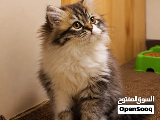 كتن تبارك الرحمان شوفولي المستوى هملايا توب نضافه بسعر مناسب جدا جدا الله يبارك لصاحب النصيب