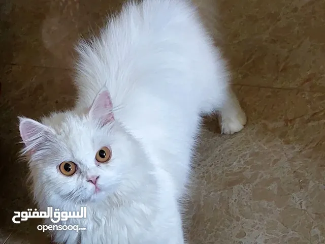 شيرازي فارسي  6شهور