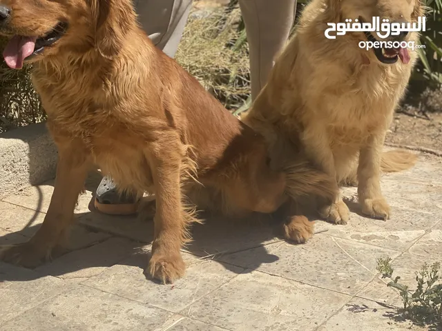 كلاب جولدن ريتريفر أليفه جدا مستوى ممتاز