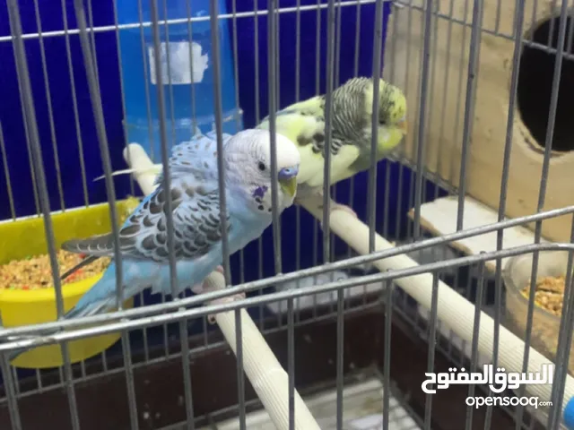 زوج بادجي منتج شرط الأنثى أليفه ماتعرف العض معى جميع الأغراض