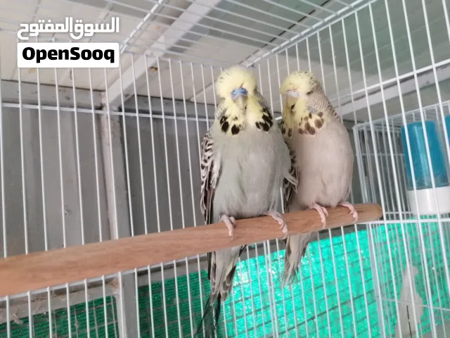 يتوفر بادجي انجليزي مجموعه ازواج منتجه