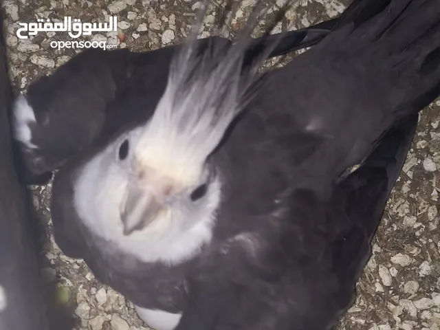 بيع ببغاوات أزواج منتجه ( كوكتيل ، روز ) ذكور دره