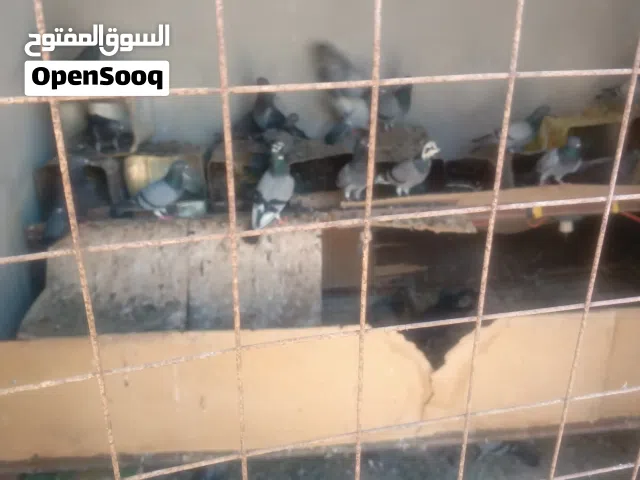 حمام بلدي أربعين جوز شغالات سعر الجوز 2