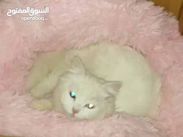 قط للتبني مع دفتر صحي